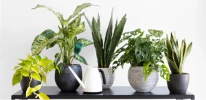 Beginner’s Guide to Indoor Plants for a Healthier Home